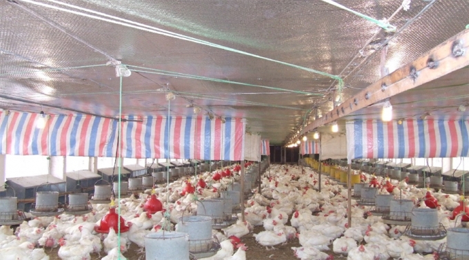 Một trại gà công nghiệp ở Đông Nam bộ.