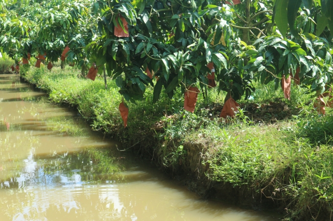 Những cây xoài cát hồng 4 năm tuổi.