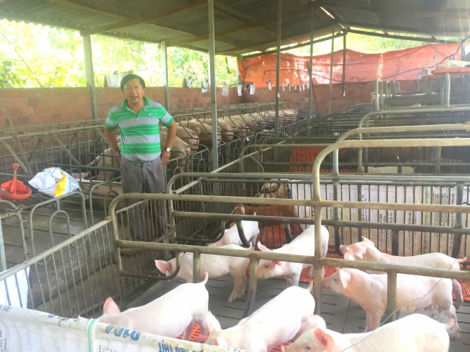 Ngành chức năng Bình Định chỉ khuyến khích những trang trại chăn nuôi heo đủ điều kiện an toàn sinh học mới được tái đàn. Ảnh: Vũ Đình Thung.