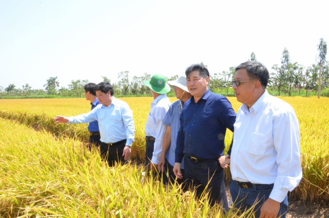 Đoàn công tác của Bộ NN-PTNT thăm đồng lúa của huyện Gò Công Tây, tỉnh Tiền Giang. Ảnh: Minh Đảm.