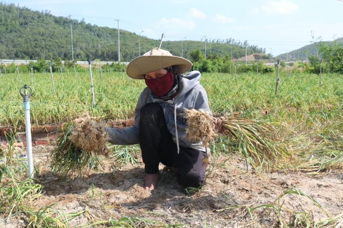 Năm nay tỏi ở Khánh Hòa cho năng suất khoảng 10 tấn/ha. Ảnh: Kim Sơ.