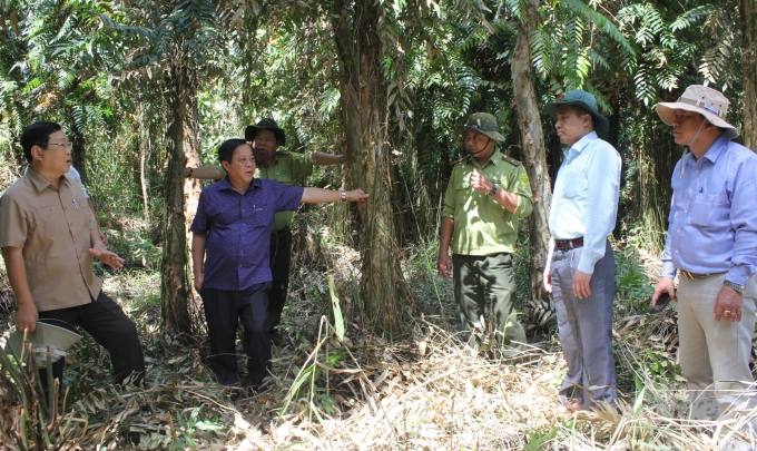 Hiện Cà Mau có khoảng 43.000 ha rừng có nguy cơ cháy cao. Ảnh: Trọng Linh.