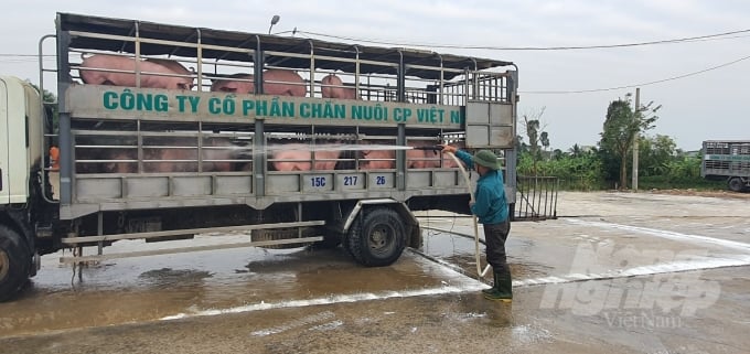 Chi nhánh Công ty CP chăn nuôi C.P Việt Nam tại Hải Phòng đã giảm giá lợn hơi xuống từ 73.000đ-75.000đ/1kg. Ảnh: Đinh Mười