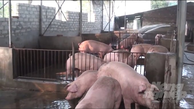 Sau khi đã công bố hết dịch, việc tái đàn lợn ở Hải Phòng diễn ra khá nhanh sẽ góp phần sớm đưa giá cả thịt lợn quay trở lại ổn định như thời điểm trước khi có dịch. Ảnh: Đinh Mười