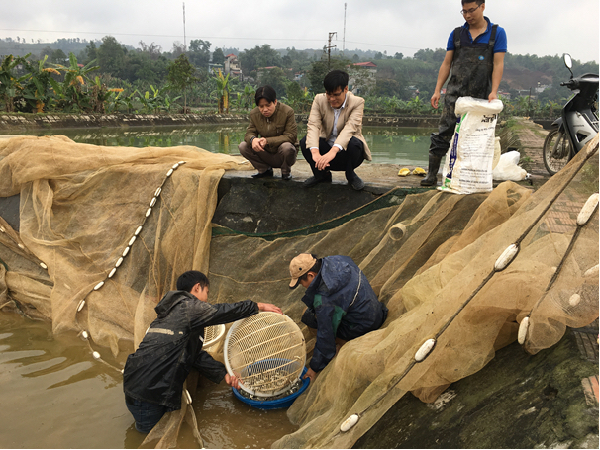 Kiểm tra giống tại Trại nghiên cứu và sản xuất giống thủy sản cấp I tại xã Phú Nhuận (huyện Bảo Thắng, Lào Cai). Ảnh: T.L