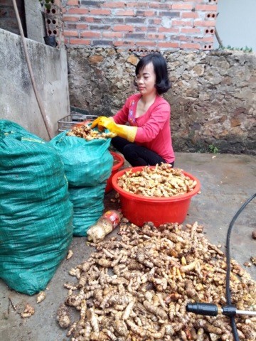 Cô Vương Thị Thuân đang rửa nghệ tươi sau thu hoạch. Ảnh: Thanh Huyền.
