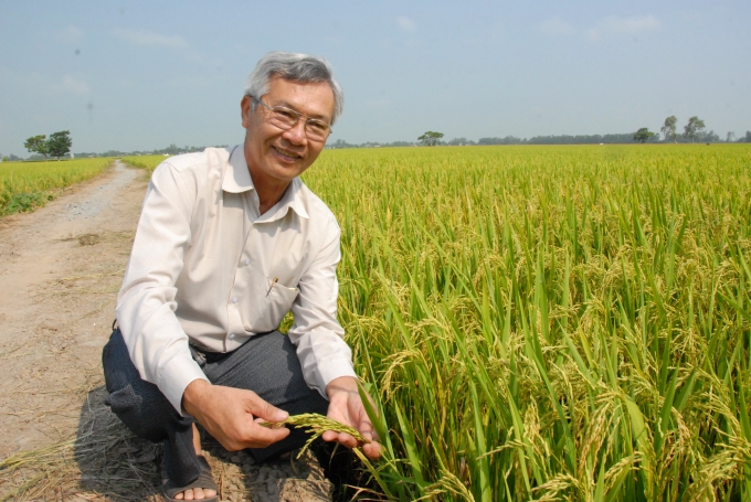 Ông Dương Xuân Quả bên cánh đồng lúa hữu cơ, sẽ chế biến thành gạo sữa. Ảnh: Lê Hoàng Vũ.
