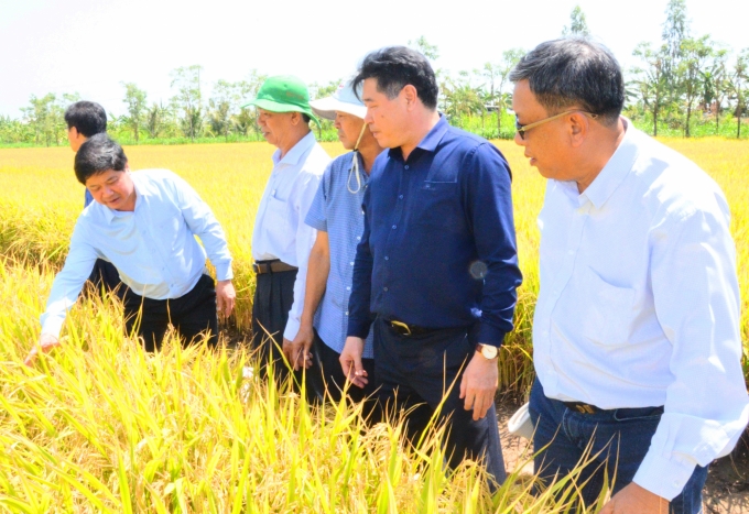 Đoàn công tác của Bộ NN-PTNT thăm đồng lúa lúa ấp Thạnh Lợi xã Bình Tân, huyện Gò Công Tây. Ảnh: Minh Đảm.