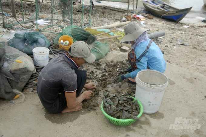 Hàu được được ngư dân cạo, đập cho sạch vỏ rồi cho tôm hùm ăn giúp giảm chi phí thức ăn. Ảnh: Vũ Đình Thung.