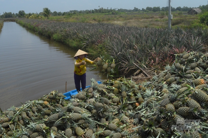 Ngành nông nghiệp đẩy mạnh tái cơ cấu nông nghiệp, thay đồi phương thức sản xuất, làm ra hàng hóa đáp ứng nhu cầu thị trường. Ảnh: Trung Chánh.