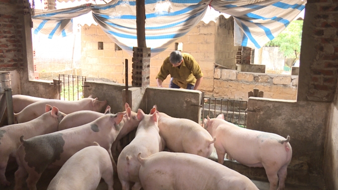 Nhiều hộ dân tại Quảng Ninh đã lên kế hoạch tái đàn sau dịch tả lợn châu Phi.