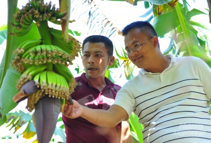 Mỗi tháng, Hợp tác xã chuối Laba Banana Đạ K'Nàng xuất sang thị trường Nhật Bản 60 tấn chuối. Ảnh: Minh Hậu.
