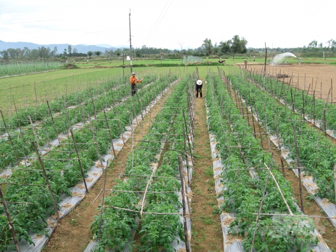 Trong năm 2020, ngành nông nghiệp Bình Định sẽ tập huấn kỹ thuật trồng rau sạch cho nông dân tỉnh Sekong (Nam Lào).