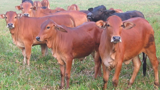 Phát triền đàn bò lai sind, cho năng suất thịt cao.