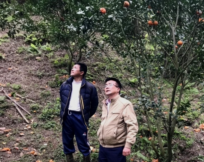 Cơ quan chức năng của tỉnh Hà Giang đến kiểm tra thực tế thiệt hại tại các vườn cam của huyện Bắc Quang. Ảnh: Đào Thanh.