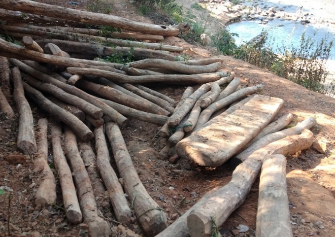 Hiện số gỗ được tập kết rải rác tại các điểm thuộc 2 huyện Tương Dương và Kỳ Sơn.