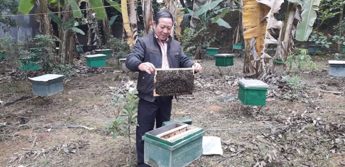 Nhờ nuôi ong, ông Tiến có thu nhập ổn định khoảng 100 triệu đồng mỗi năm.