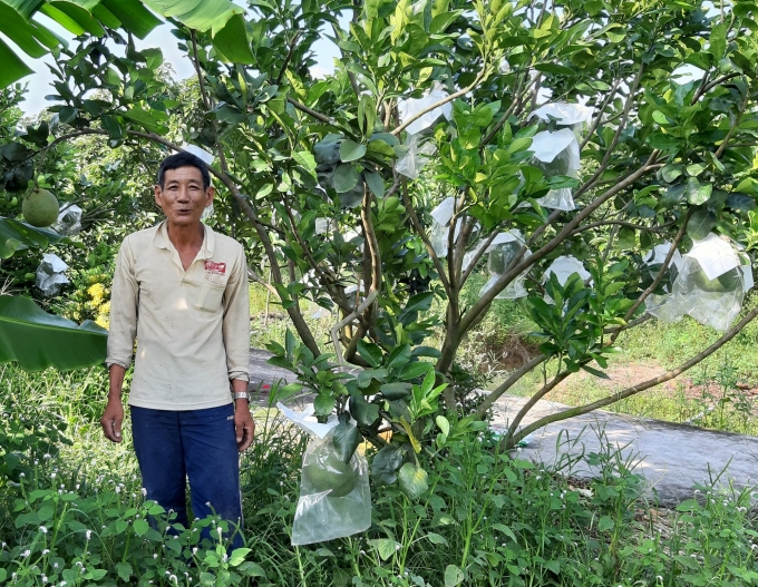  Cựu chiến binh Phùng Ngọc Chương đang chăm sóc vườn bưởi da xanh theo tiêu chuẩn VietGAP.