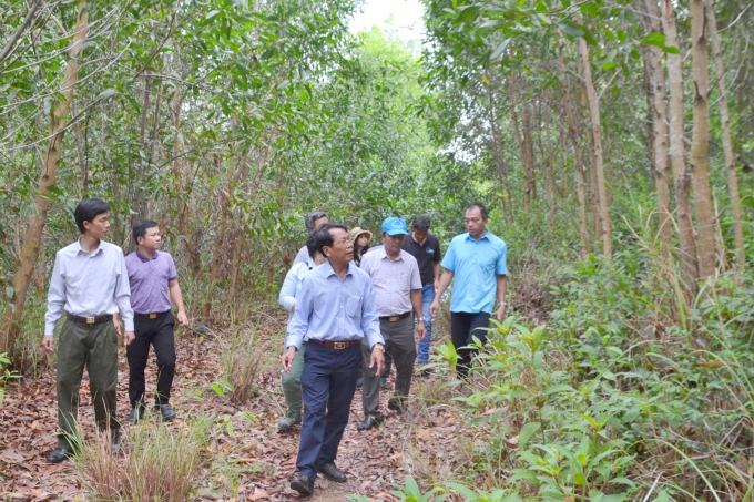 Tỉnh Phú Yên sẽ phấn đấu nâng độ che phủ rừng lên đến 45% trong năm 2020. Ảnh: Anh Ngọc.