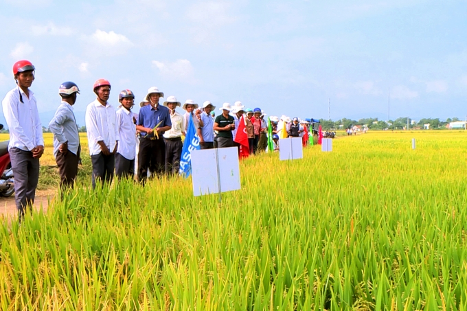 Nhiều giống lúa chất lượng cao được đưa vào sản xuất trên những cánh đồng lớn.