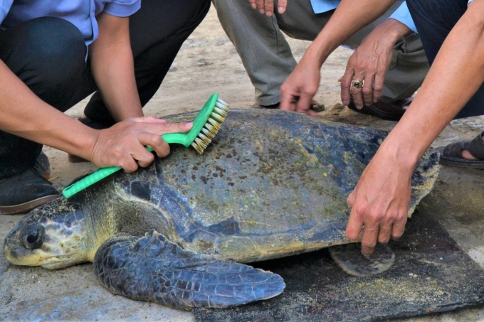Rùa biển được vệ sinh và gắn thẻ định danh trước khi thả về môi trường tự nhiên. Ảnh: Hoàng Tiến.