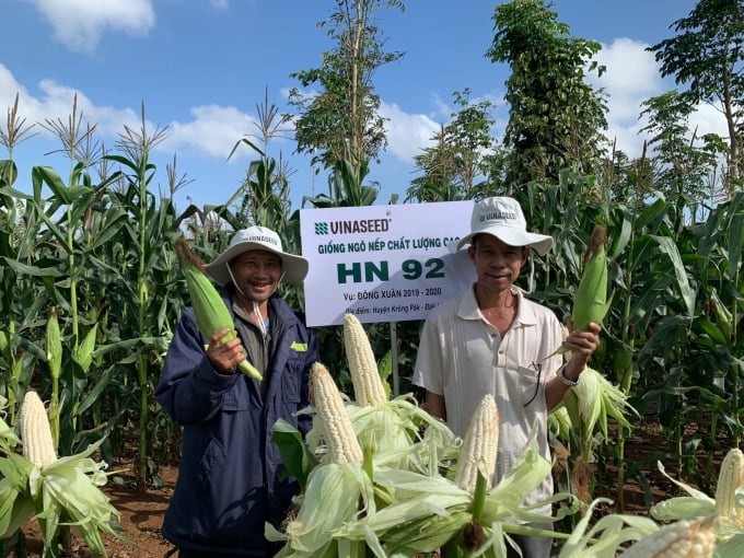 Dù gieo trồng trong mùa khô nhưng giống ngô nếp HN92 có bắp rất to.
