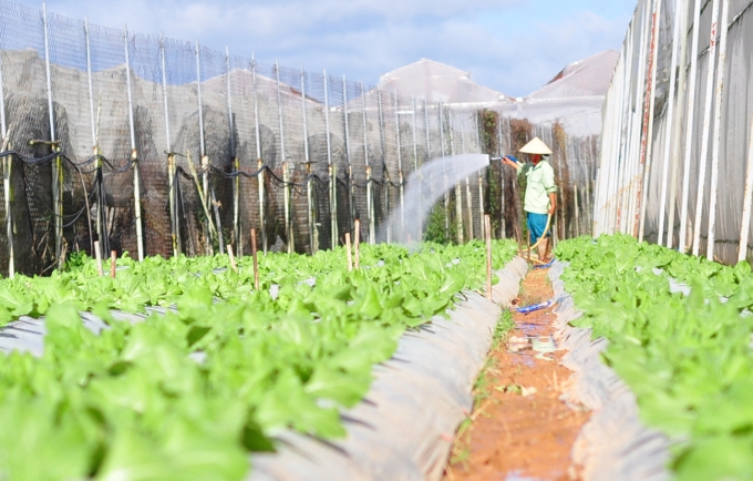 Nông dân vùng sản xuất nông nghiệp huyện Đơn Dương lo lắng thiếu nước tưới trong thời gian tới. Ảnh: Minh Hậu.