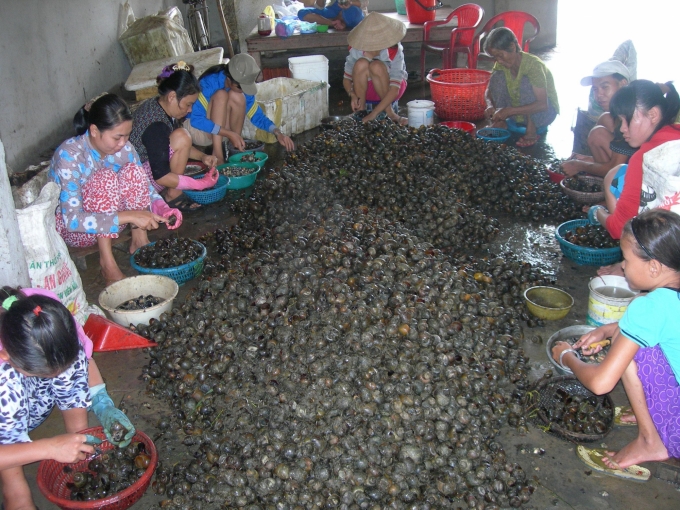 Ninh Bình Nuôi la liệt đàn ốc nhồi vốc lên toàn con to béo chăm nhàn mà  thu gần nửa tỷ mỗi năm