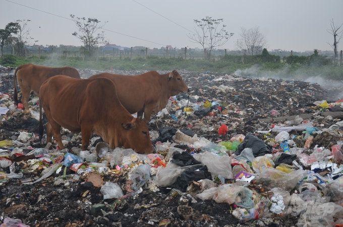 Đàn bò ăn rác tại bãi rác của thị trấn Yên Định, huyện Hải Hậu, tỉnh Nam Định, lò đốt của địa phương này đã bị hỏng. Ảnh: Dương Đình Tường.