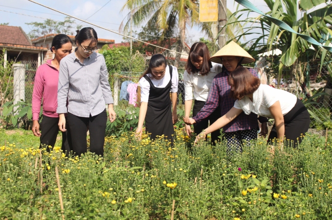 Các học viên trao đổi kỹ thuật trồng hoa cúc tại hiện trường.