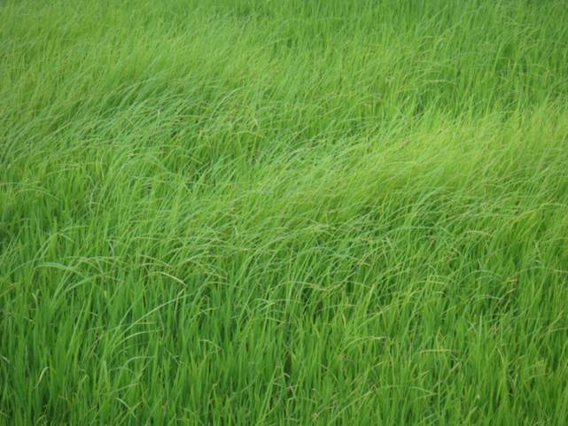  Lúa cỏ cao hơn; lá vàng, phiến lá dài và hẹp hơn lúa trồng.