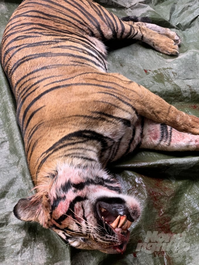 Con hổ 16 năm tuổi, nặng 1,6 tạ sau khi bị bắn chết. Ảnh: Vu Cát Tiên.