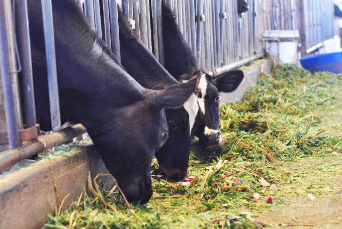 Nghề nuôi bò sữa ở Lâm Đồng đang cho nhiều gia đình nguồn thu nhập ổn định. Ảnh: Minh Hậu.