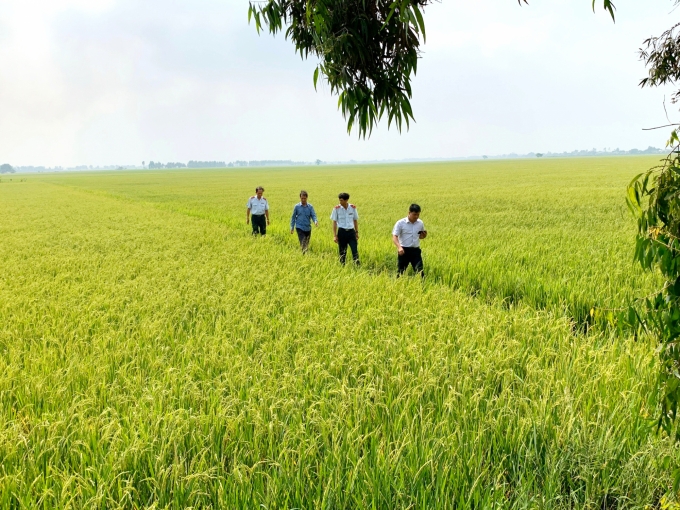 Thanh tra Sở NN-PTNT An Giang kiểm tra cánh đồng trồng giống lúa của Công ty Thiên Đàng. Ảnh: Lê Hoàng Vũ.
