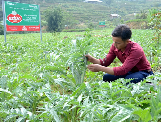 Cây dược liệu atiso trồng tại Sa Pa (Lào Cai). Ảnh: TN