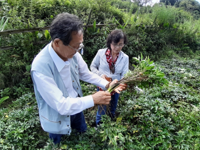 Chuyên gia đánh giá mô hình trồng tam thất của HTX Nông nghiệp Cồ Dề Chải (Bắc Hà, Lào Cai). Ảnh: HĐ