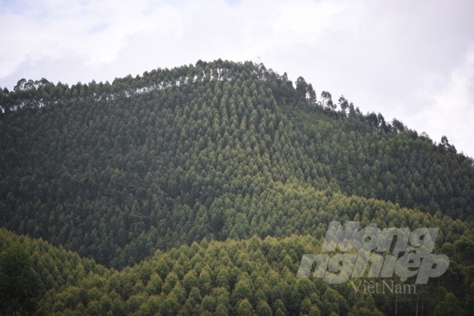 Kết quả khai thác gỗ rừng trồng năm 2019 đạt khoảng 30 triệu m3. Ảnh: Tùng Đinh.