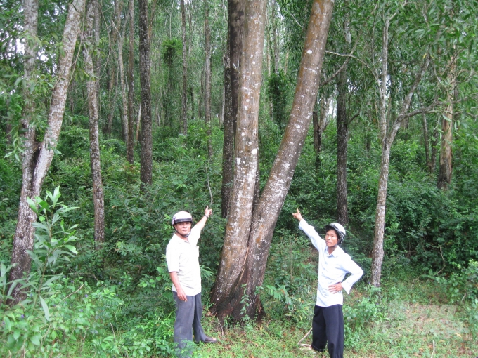 Người dân huyện An Lão (Bình Định) trồng rừng gỗ lớn.