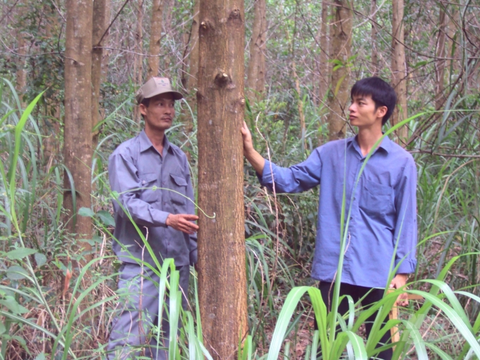 Nhân viên Cty TNHH Lâm nghiệp Hà Thanh (huyện Vân Canh, Bình Định) kiểm tra mức tăng trưởng của rừng gỗ lớn