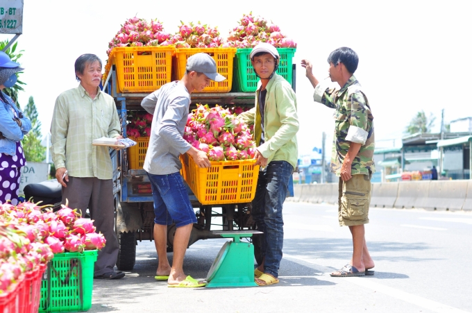 Các doanh nghiệp trên địa bàn tỉnh Bình Thuận đẩy mạnh thu mua thanh long xuất sang thị trường Trung Quốc. Ảnh: Kim Sơ.