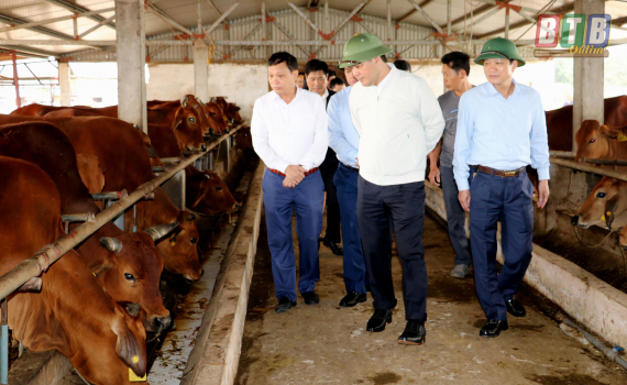 Ông Nguyễn Hồng Diên thăm trang trại bò giống hạt nhân xã An Tràng, huyện Quỳnh Phụ ngày 2/3/2020. Ảnh: Báo Thái Bình.