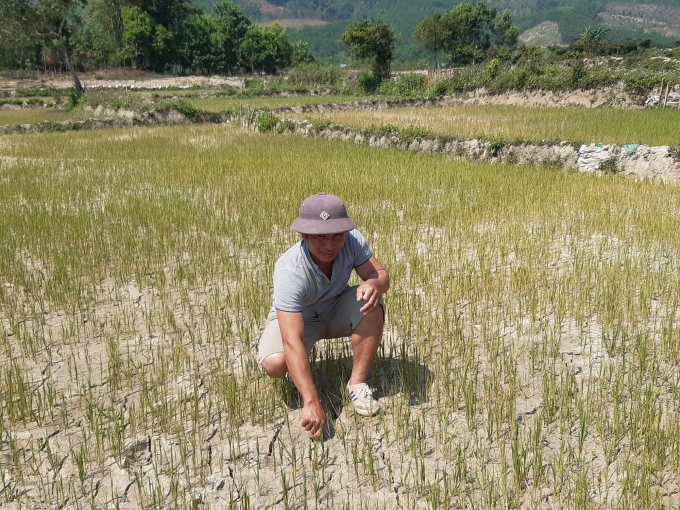 Hàng trăm ha lúa ở huyện A Lưới đang chờ nước tưới. Ảnh: Tiến Thành.