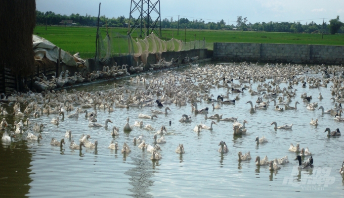 Dịch cúm gia cầm là mối đe dọa lớn nhất hiện nay đối với người chăn nuôi Hà Tĩnh. Ảnh: Thanh Nga.