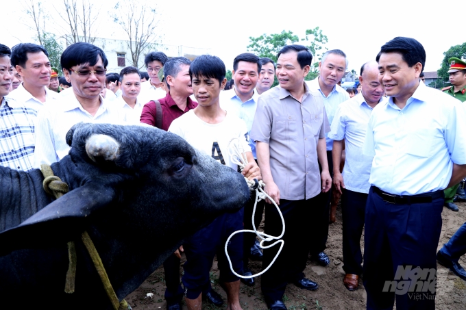 Ngày 2/6/2019, tại UBND huyện Ba Vì, Chủ tịch UBND TP Hà Nội Nguyễn Đức Chung tuyên bố tặng 100 con bò giống lai Sind cho tỉnh Thái Bình. Ảnh: Minh Phúc.