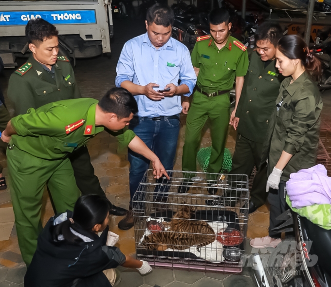 Công an Hương Sơn bàn giao hai con hổ “sơ sinh’ cho đại diện Trung tâm bảo tồn động vật hoang dã tại VN. Ảnh: Vu Cát Tiên.
