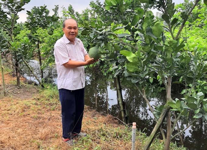 Nông dân sản xuất giỏi Huỳnh Văn Thành ở thị trấn Óc Eo (huyện Thoại Sơn) chăm sóc vườn trồng bưởi da xanh cho thu nhập trên 200 triệu đồng/năm. Ảnh: Phượng Nghi.