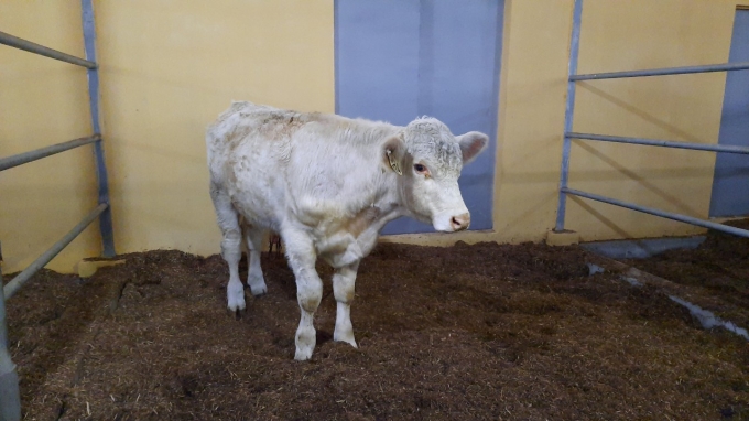 Giống bò Charolais mới được bàn giao Học viện Nông nghiệp Việt Nam sáng 8/3. Ảnh: Nguyên Huân.