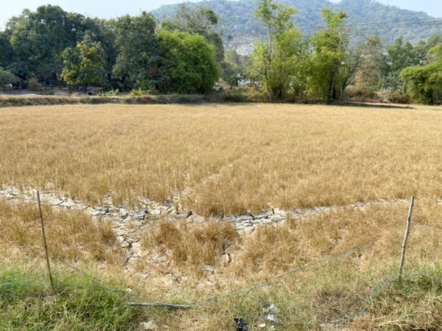 Cánh đồng lúa chết khô do thiếu nước ở xã Cô Tô, huyện Tri Tôn. Ảnh: Lê Hoàng Vũ.