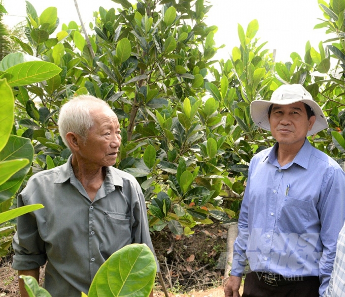 Nhà vườn tỉnh Tiền Giang đang lo lắng cho vườn cây trái bị hạn, mặn xâm nhập. Ảnh: MV.