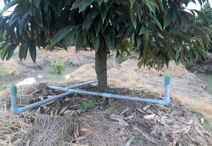 Vườn cây ăn trái lắp đặt hệ thống tưới nước tiết kiệm, giải pháp tốt trong mùa khô hạn. Ảnh: MV.